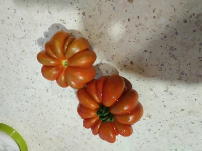 Bobekkk13 - Pierwsze pomidory w tym roku, śmieszne takie jakieś └[⚆ᴥ⚆]┘
#ogrodnictwo...