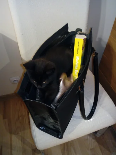 e3fa - Jeżeli wlazł do torby, to mój? (ʘ‿ʘ)

#kitku #koty #smiesznekotki #kot #zwie...