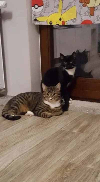 iniacz - Bella (czarna kotka) i Seba. To koty, które były z nami od jesieni. Ktoś je ...