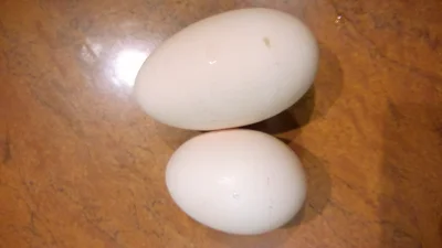 ojaadaj20 - Zobaczcie różnice pomiędzy jajkami sklepowymi (to małe), a takim z podwór...