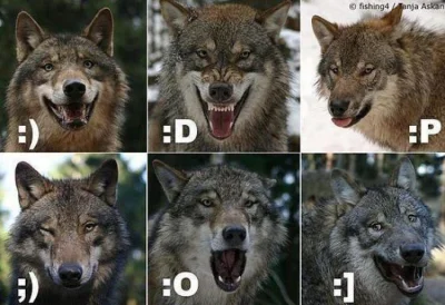 Wulfi - Wilcze emotikony ( ͡° ͜ʖ ͡°)

#wilk #wilki #zwierzeta #zwierzaczki #humorob...