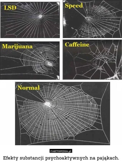 Galgann - #ciekawostka #drugs #faktopedia