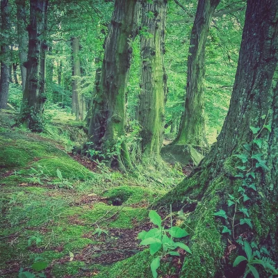 nofaktycznie - Polski las. 
Foto moje, z dzisiejszego spaceru.

#las #spacer #xiao...