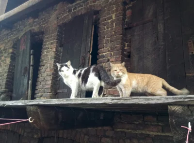 CytrynowaKobieta - Takie dzikie stworki chodzą mi po podwórku (ʘ‿ʘ)
#koty #zwierzaczk...