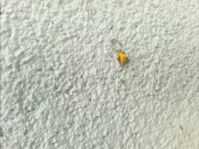 RRybak - Miałem popsikać raidem mrówki, bo mnie wkurzają na balkonie, ale jak widzę j...