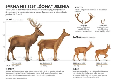 simperium - Sarna nie jest żoną jelenia

#ciekawostki #przyroda #zwierzeta #infogra...