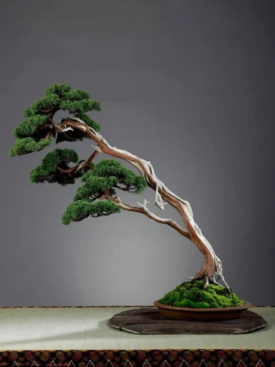 nikto - Wykop zapomniał ostatnio o Bonsai. Pamiętacie?
.
#bonsai #ladnewnetrza #drz...