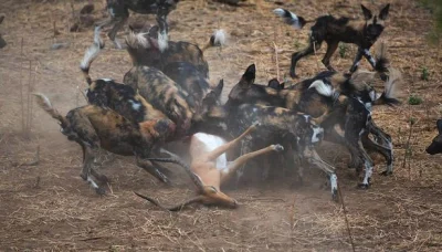 VigoVonHomburg_Deutschendorf - Jednak nie różnimy się tak bardzo od zwierząt.