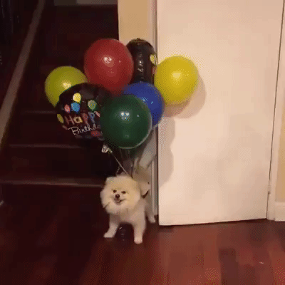 CoolHunters___PL - WTF???
#gif #pies #psy #heheszki