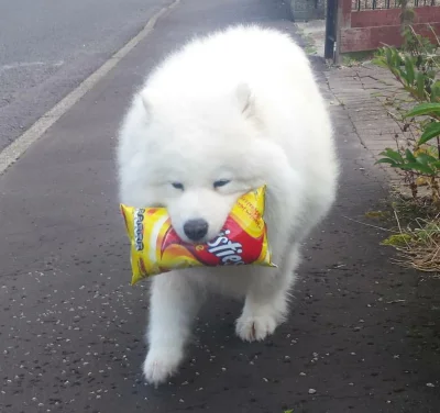 Juran - #samoyed #zwierzaczki #smiesznypiesek #juranzwierzaczki #pieskiemordy #dziwny...