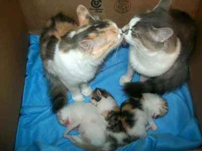 a.....c - Kotełkowa rodzinka na dziś:

#koty #kotki #koteczek #smiesznypiesek #smie...