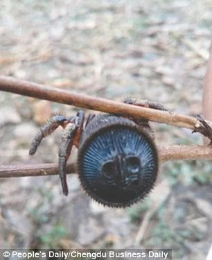 starnak - Chiński rolnik znalazł rzadki okaz starego pająka #pajak #chinski