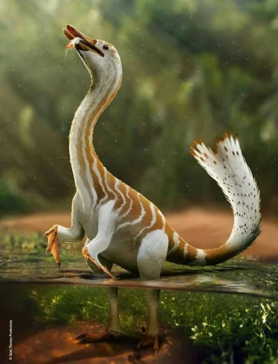 Prekambr - Halszkaraptor escuilliei
Odkryty w zeszłym roku, niewielki (~60 cm długoś...