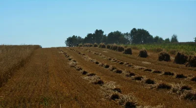 o.....8 - Witam was bardzo serdecznie
I polecam ten styl zbierania plonów 
#zniwa