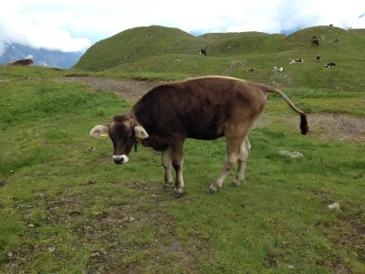 wykopek_44 - I szwajcarska, zrelaksowana krowa na koniec ( ͡° ͜ʖ ͡°)