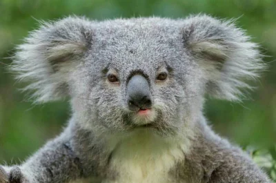 Najzajebistszy - Włosy na uszach potargał wiatr...

ʕ•ᴥ•ʔ

#koala #koalowabojowka #zw...