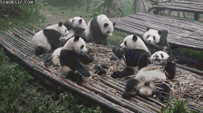 Zdejm_Kapelusz - Bambusowa impreza pand ( ͡° ͜ʖ ͡°)

#gif #pandysazajebiste #zwierz...