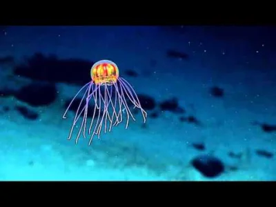 starnak - Meduza: 2016 Deepwater Rów Mariański uważam że to jest najlepsze znalezisko...