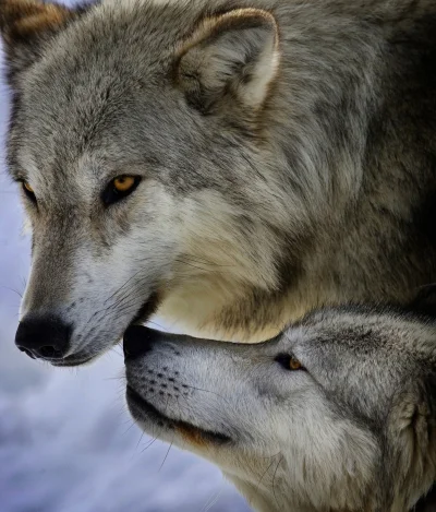 Wulfi - #wilk #wilki #zwierzeta #zwierzaczki #smiesznypiesek - #wulfi