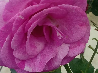 laaalaaa - Róża 84/100 z mojego ogrodu ( ͡° ͜ʖ ͡°)
#mojeroze #chwalesie #ogrodnictwo...