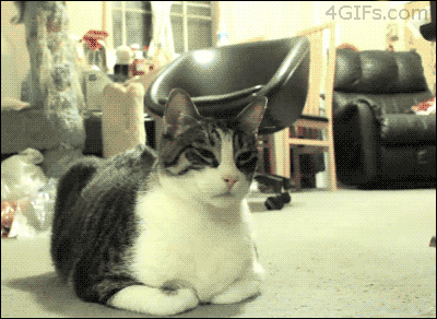 kicek3d - #dogecoin #catcoin #kryptowaluty #gif