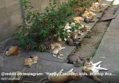karnaval - Tak się kończy dokarmianie kotów przed własnym domem. #koty #kotele #kotal...