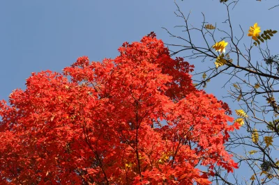 KubaGrom - Barwy jesieni:
#jesien #ogrodbotaniczny #poznan
