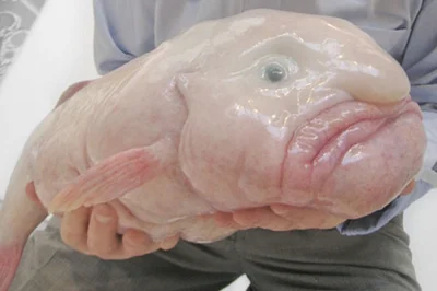 puci_puci - #australia #natura #blobfish



co ta natura to ja już nawet nie...