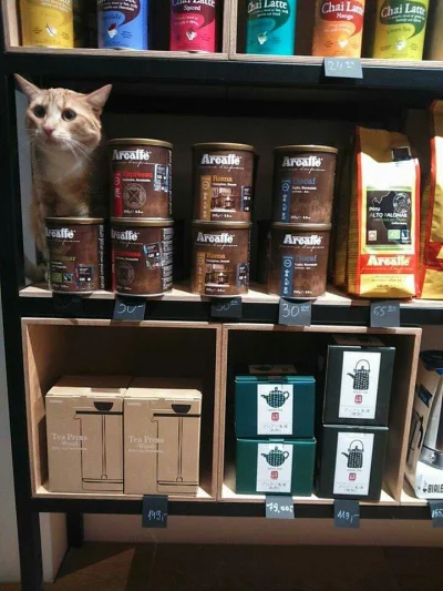 Swder - kot który kocha kawę.
#koty #kot #smiesznypiesek #smiesznykotek #kawa #kawati...