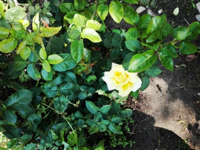 laaalaaa - Róża 44/100
#mojeroze #chwalesie #ogrodnictwo #mojezdjecie