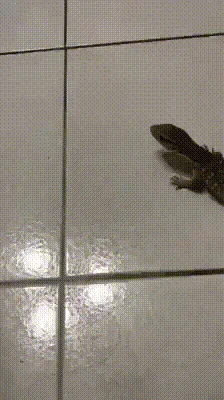 Mithrindil - Audi z Quattro ścigające VW Beetle

#audi #quattro #heheszki #vw