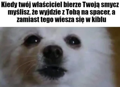 poszukujekota - #humorobrazkowy #heheszki #pieseczkizprzypadku #pies