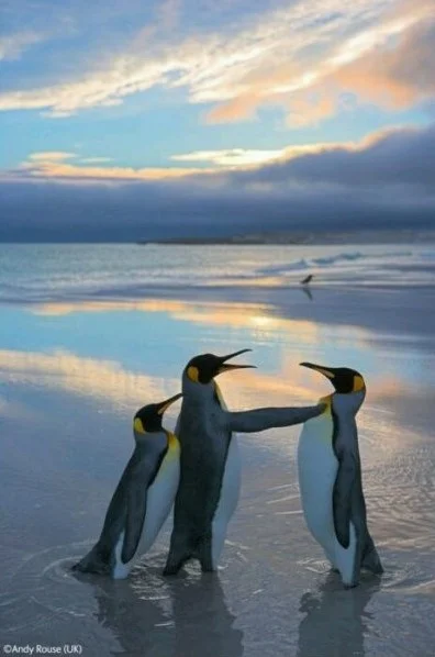 oceans - na zdjęciu pingwiny podczas zaprzysiężenia na bycie pingwinem.
