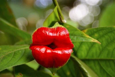 Niedowiarek - Psychotria Elata znana też jako "Usta Dziwki" ( ͡° ͜ʖ ͡°)



A tutaj ca...