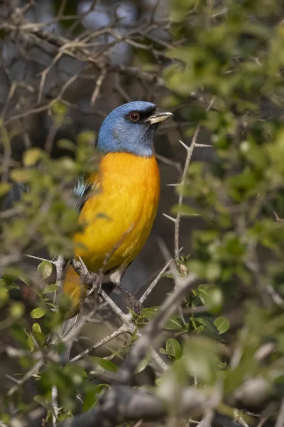 angelosodano - Modrotanagra żółtobrzucha (Pipraeidea bonariensis)_
#vaticanouccello ...