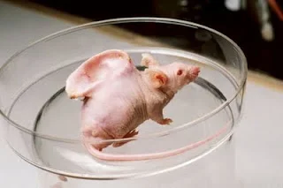CXLV - Myszka Vacanti to mysz laboratoryjna której wszczepiono komórki chrzęstne krow...