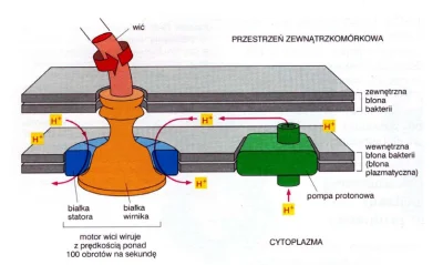 bioslawek - Maszyny Molekularne - Ruch w układach biologicznych.

https://chem.pg.e...