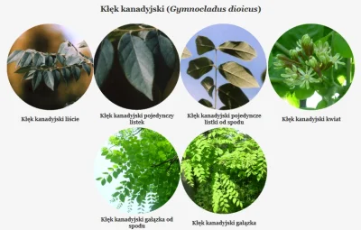 p.....2 - #polskiedrzewa

Kłęk kanadyjski(Gymnocladus dioicus)

Kłęk - rodzina bo...