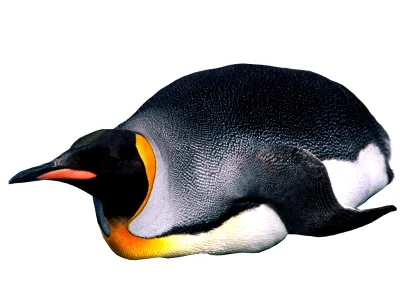 Slasiu - smutny, gruby pingwin prosi o zawieszone urodzinowe plusy :<

#pingwin #urod...