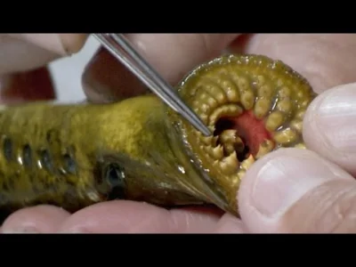 starnak - Lamprey Dissection - River Monsters