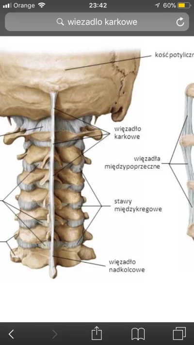 4kanapki - Dobry wieczór, potrzebny mi ktoś, kto zna się na anatomii. Mam tutaj dwa z...