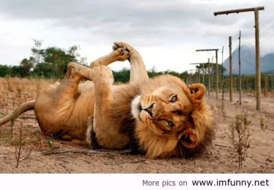 RRybak - Lew jest królem dżungli tak jak lew jest król dżungli !!!

#oswiadczenie #...