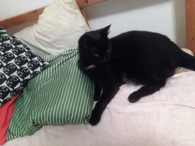 mokrysenpolonisty - Mój kot ma swoją połowę na moim łóżku. Myśli, że to jego miejsce ...