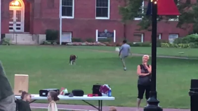 dynx - #smiesznypiesek gra w pilke
#pilkanozna #sport