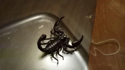 Trelik - Nie zgubił ktoś skorpiona? Znalazłem u siebie w mieszkaniu. 

Co to za gat...