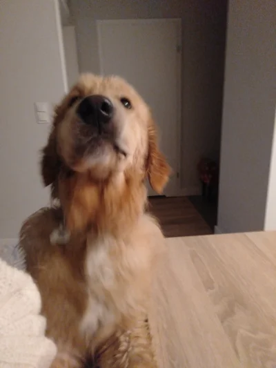 LuciferTheDog - Piesu upomina sie o plusika #pies #psy #goldenretriever #smiesznypies...