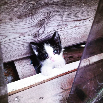 wrth - Przychodzę dzisiaj na działkę, słyszę miałczenie, zaglądam w deski za domkiem ...