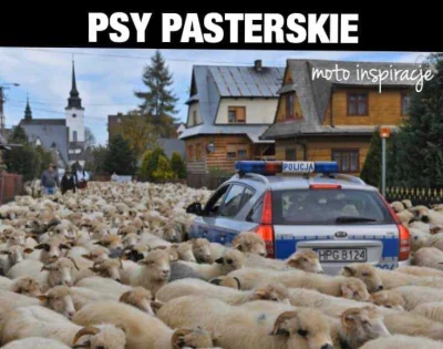merti - #heheszki 
#humorobrazkowy
#humor
#psy
#policja
#pasterze
#radiowoz