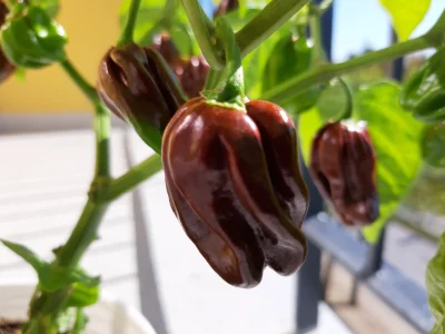 F.....0 - Papryczka którą zasadziłem okazała się być Chocolate Habanero. Muszę przyzn...