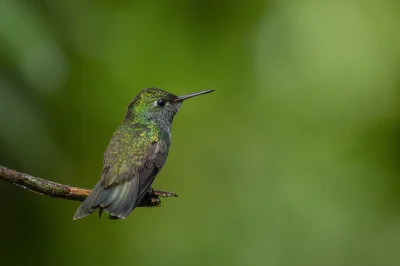 angelosodano - Szmaragdzik modrogłowy (Amazilia versicolor)_
#vaticanouccello #vatic...